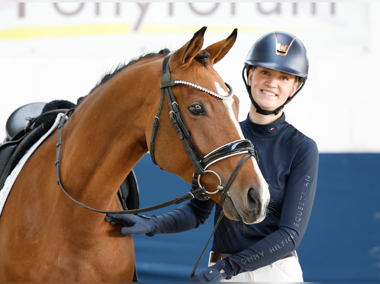 Poni alemán Caballo castrado 4 años 146 cm Alazán in Marsberg