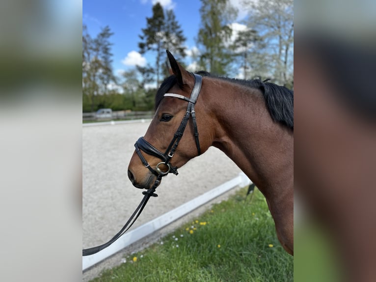 Poni alemán Caballo castrado 4 años 146 cm Castaño in Vettweiß