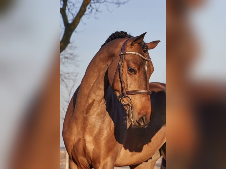 Poni alemán Caballo castrado 4 años 146 cm Castaño oscuro in Deurne