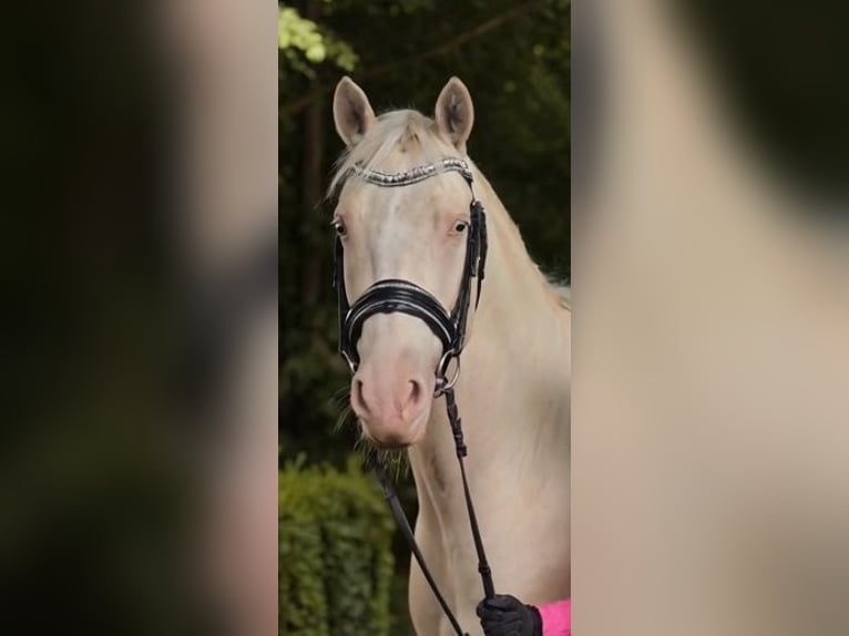Poni alemán Caballo castrado 4 años 146 cm Cremello in Warendorf