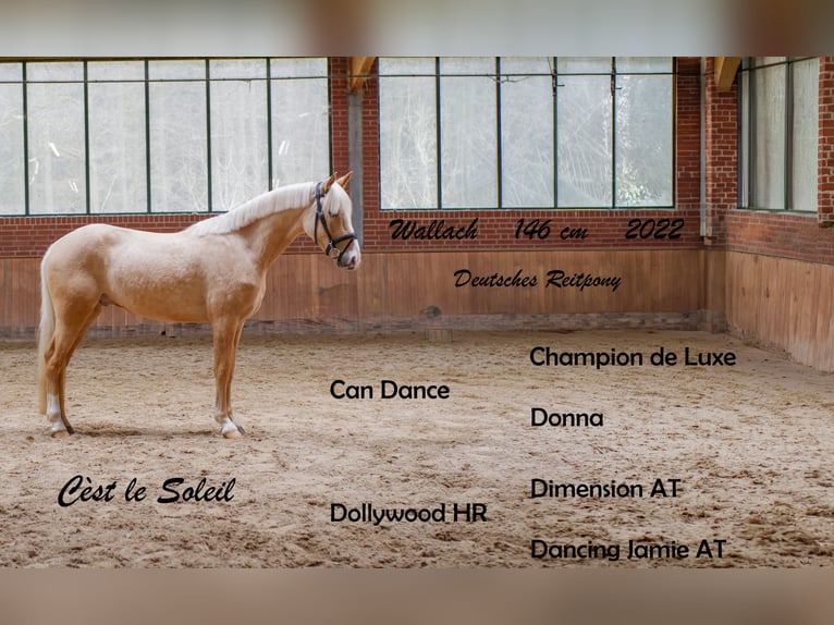 Poni alemán Caballo castrado 4 años 146 cm Palomino in Ankum