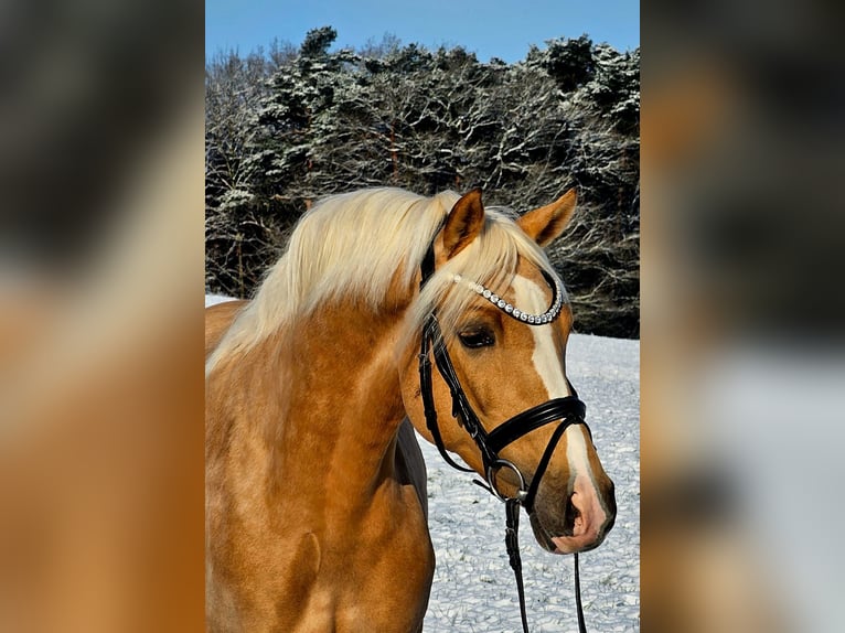 Poni alemán Caballo castrado 4 años 146 cm Palomino in Ruppichteroth