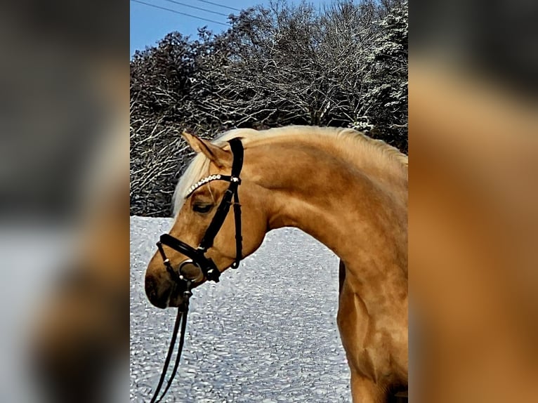 Poni alemán Caballo castrado 4 años 146 cm Palomino in Ruppichteroth