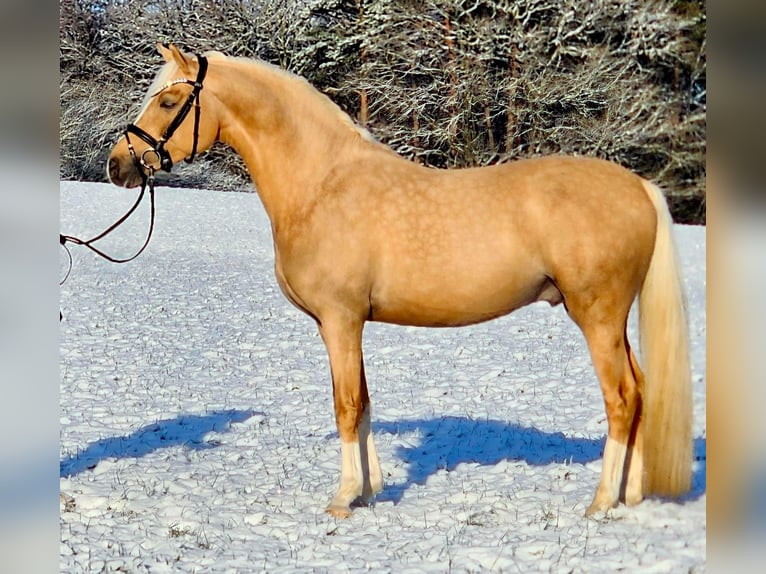 Poni alemán Caballo castrado 4 años 146 cm Palomino in Ruppichteroth