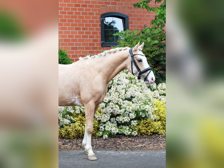 Poni alemán Caballo castrado 4 años 146 cm Palomino in Stuhr