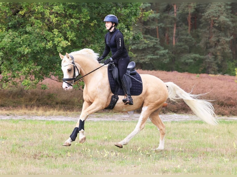 Poni alemán Caballo castrado 4 años 146 cm Palomino in Stuhr