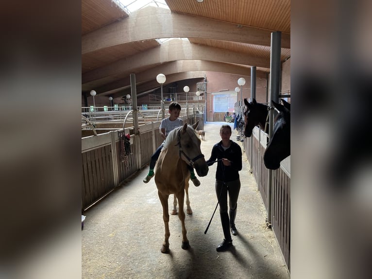 Poni alemán Caballo castrado 4 años 146 cm Palomino in Coesfeld