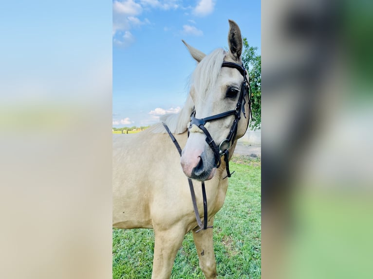Poni alemán Caballo castrado 4 años 146 cm Palomino in Hopsten
