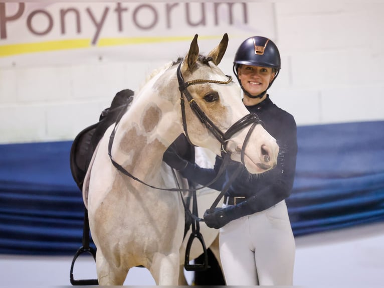 Poni alemán Caballo castrado 4 años 146 cm Pío in Marsberg