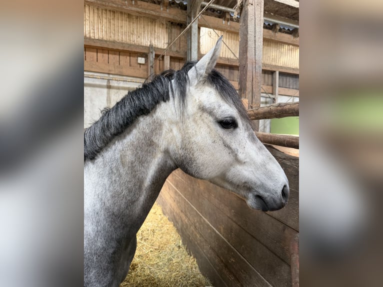 Poni alemán Caballo castrado 4 años 146 cm Tordo in Welzheim