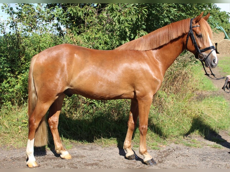 Poni alemán Caballo castrado 4 años 147 cm Alazán in Niendorf St.