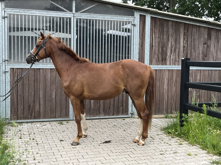 Poni alemán Caballo castrado 4 años 147 cm Alazán in Scharnebeck