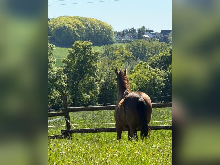 Poni alemán Caballo castrado 4 años 147 cm Alazán-tostado in Hagen