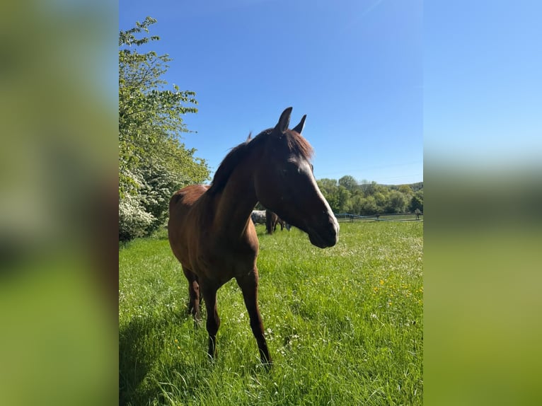 Poni alemán Caballo castrado 4 años 147 cm Alazán-tostado in Hagen