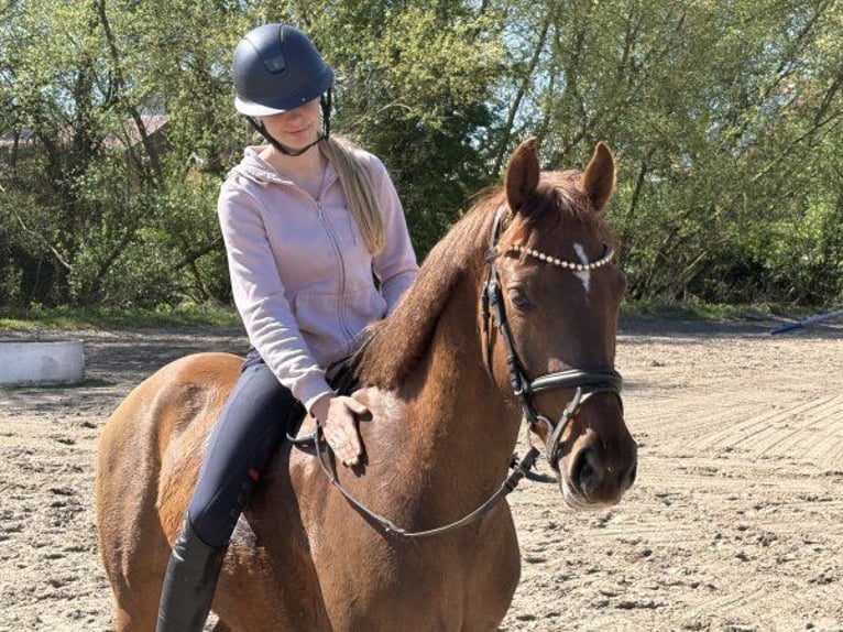 Poni alemán Caballo castrado 4 años 147 cm Alazán-tostado in Verden (Aller)