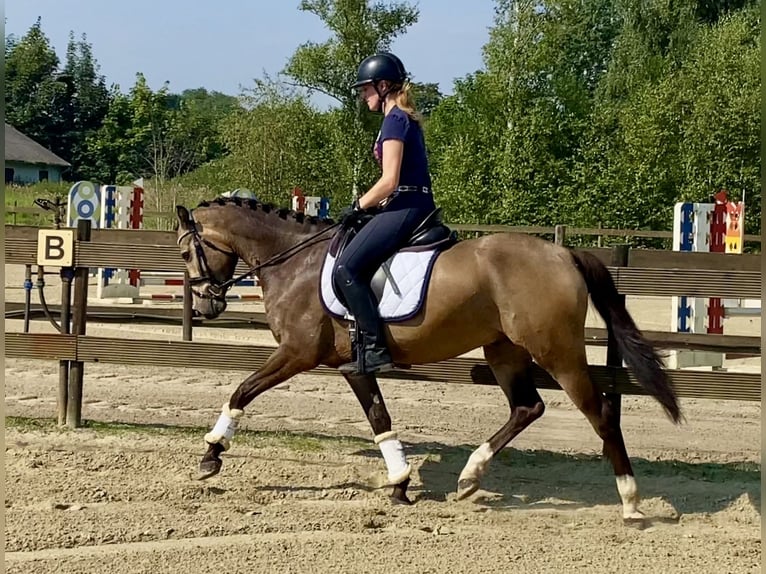 Poni alemán Caballo castrado 4 años 147 cm Bayo in Hude (Oldenburg)Hude