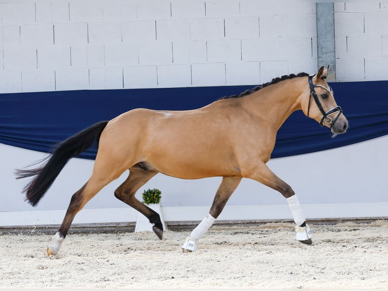 Poni alemán Caballo castrado 4 años 147 cm Bayo in Marsberg