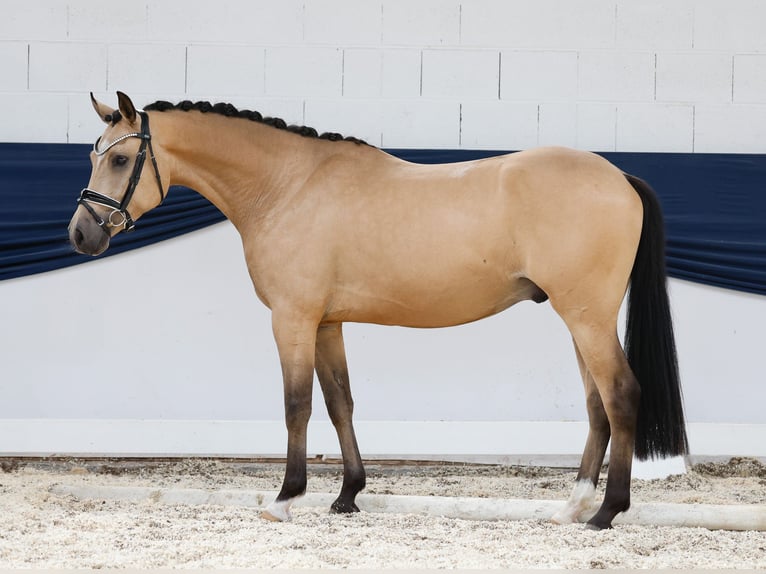 Poni alemán Caballo castrado 4 años 147 cm Bayo in Marsberg