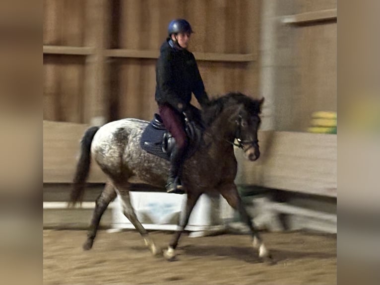 Poni alemán Caballo castrado 4 años 147 cm  in Hainsfarth