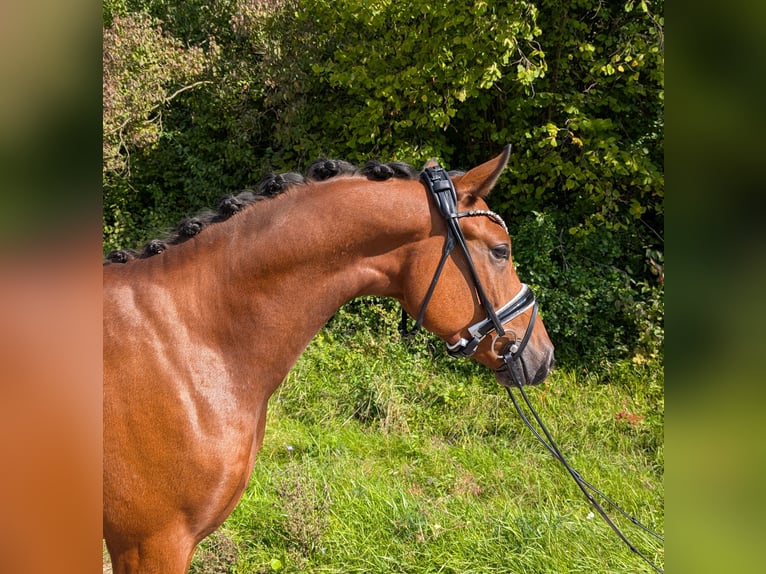 Poni alemán Caballo castrado 4 años 147 cm Castaño in Plech