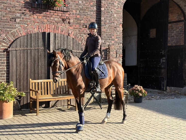 Poni alemán Caballo castrado 4 años 147 cm Castaño in NordkirchenNordkirchen