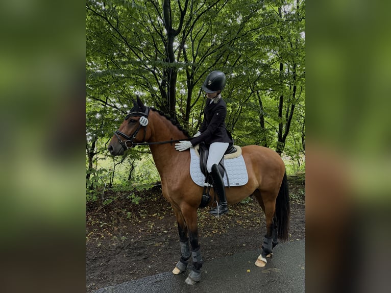 Poni alemán Caballo castrado 4 años 147 cm Castaño in Kollmar