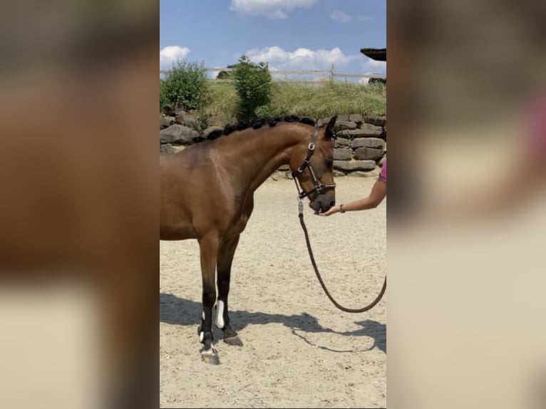 Poni alemán Caballo castrado 4 años 147 cm Castaño in Lindlar