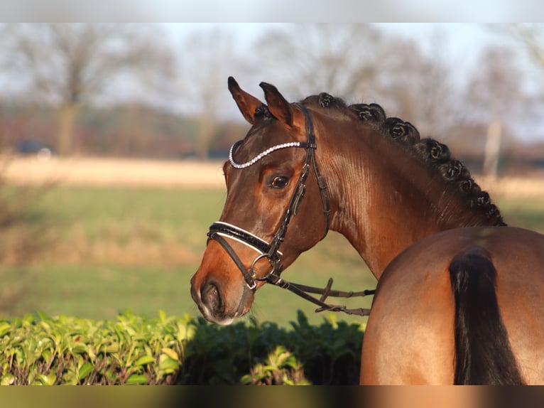 Poni alemán Caballo castrado 4 años 147 cm Castaño in Reeßum