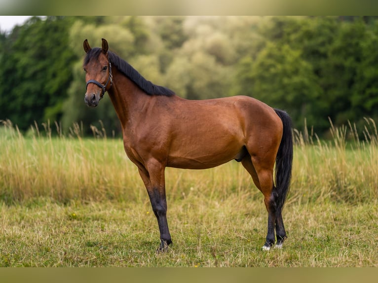 Poni alemán Caballo castrado 4 años 147 cm Castaño in Eckersdorf