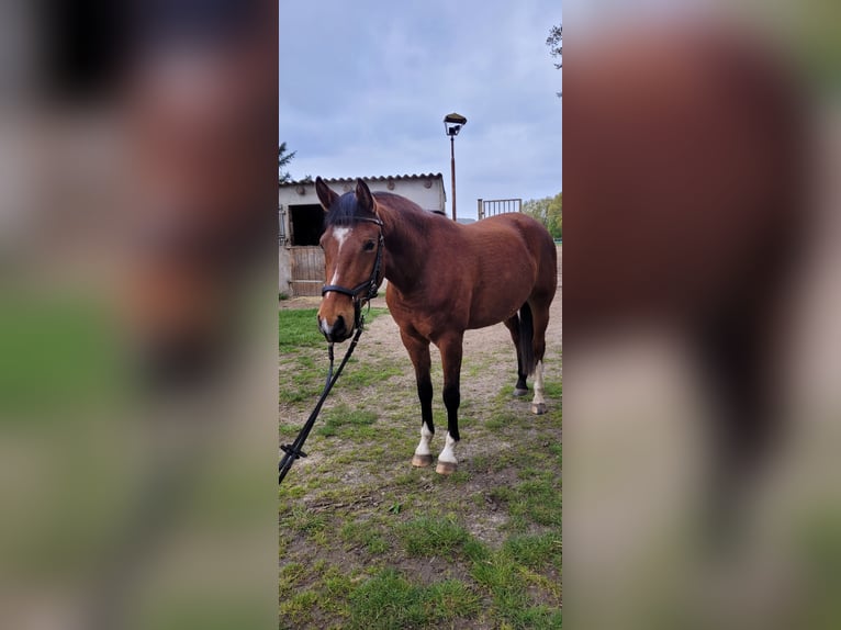 Poni alemán Caballo castrado 4 años 147 cm Castaño in Groß Methling