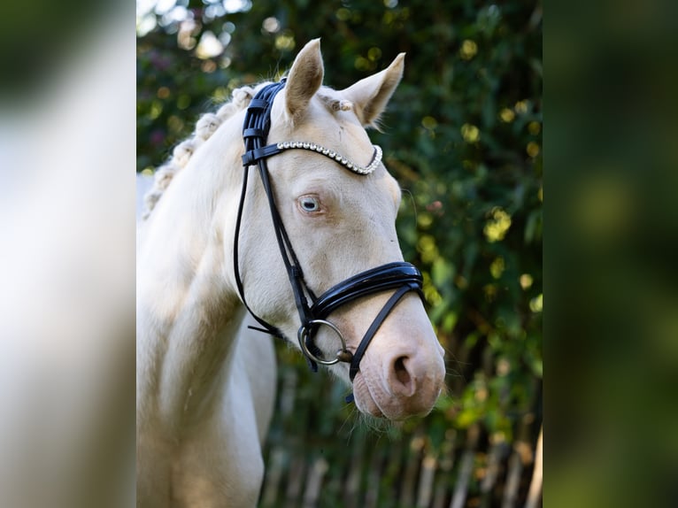 Poni alemán Caballo castrado 4 años 147 cm Cremello in Süsel