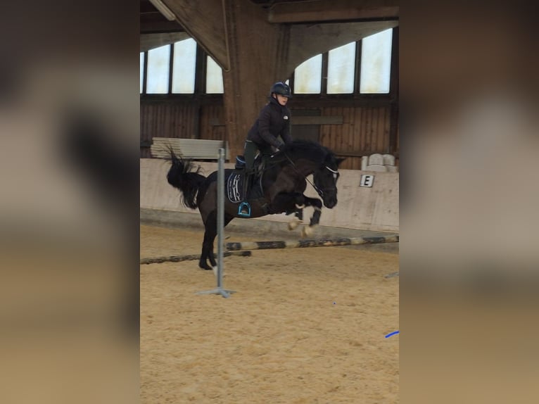 Poni alemán Caballo castrado 4 años 147 cm Negro in Wassertrüdingen