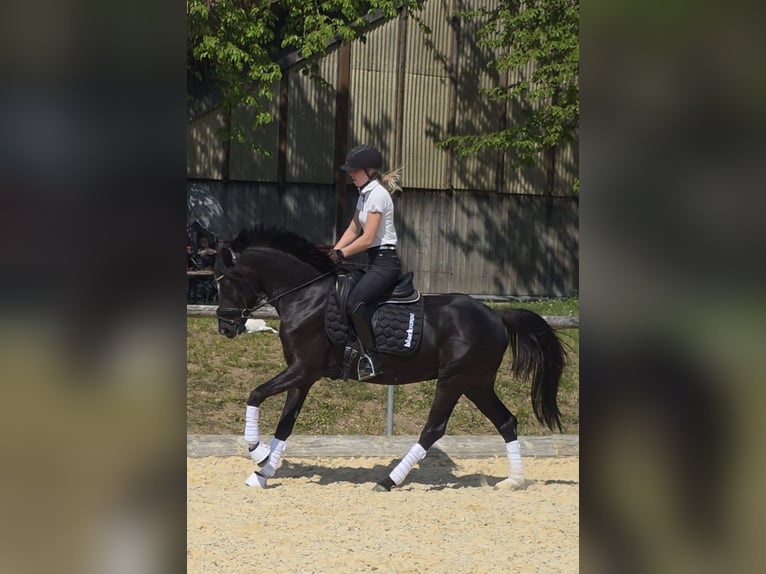 Poni alemán Caballo castrado 4 años 147 cm Negro in Wassertrüdingen
