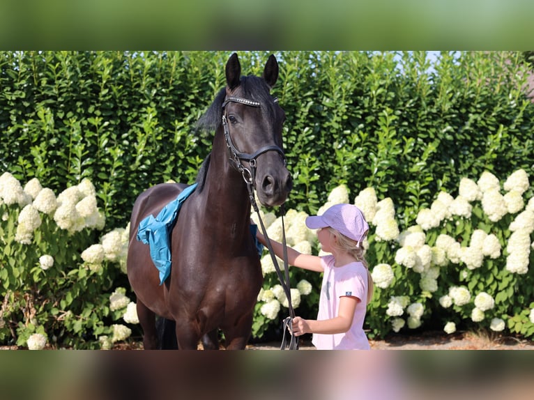 Poni alemán Caballo castrado 4 años 147 cm Negro in Kempen