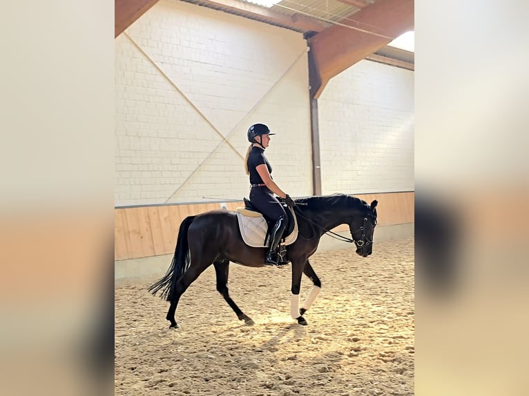 Poni alemán Caballo castrado 4 años 147 cm Negro in Kempen