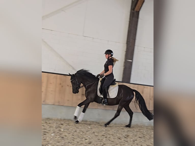 Poni alemán Caballo castrado 4 años 147 cm Negro in Kempen