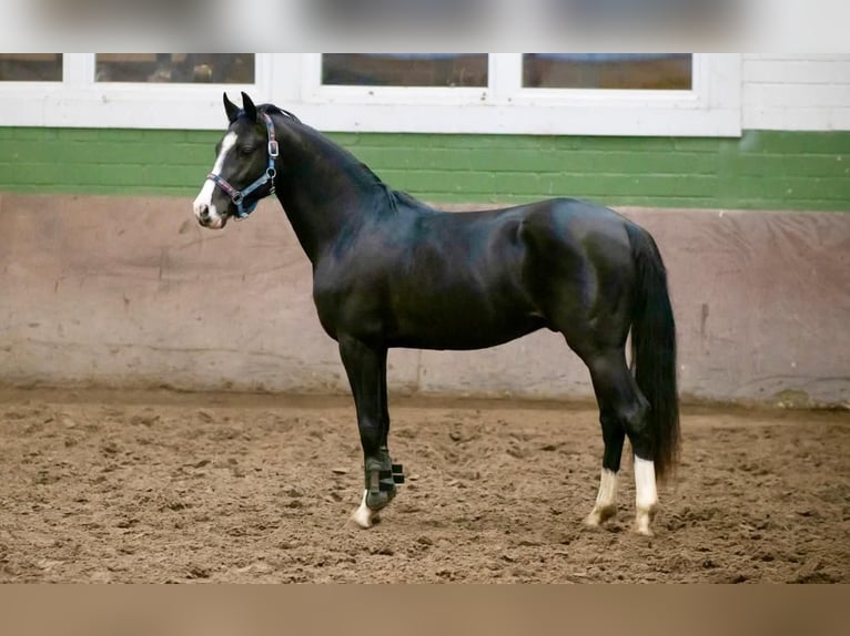 Poni alemán Caballo castrado 4 años 147 cm Negro in Neuenkirchen