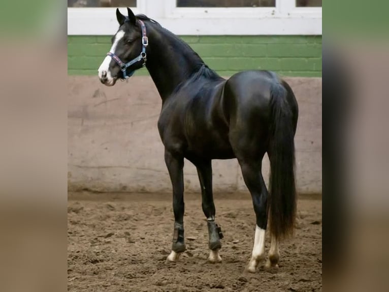 Poni alemán Caballo castrado 4 años 147 cm Negro in Neuenkirchen
