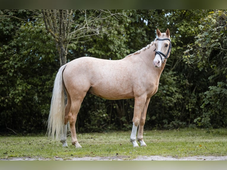 Poni alemán Caballo castrado 4 años 147 cm Palomino in Aukrug