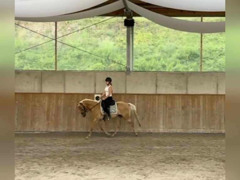 Poni alemán Caballo castrado 4 años 147 cm Palomino in Mömbris