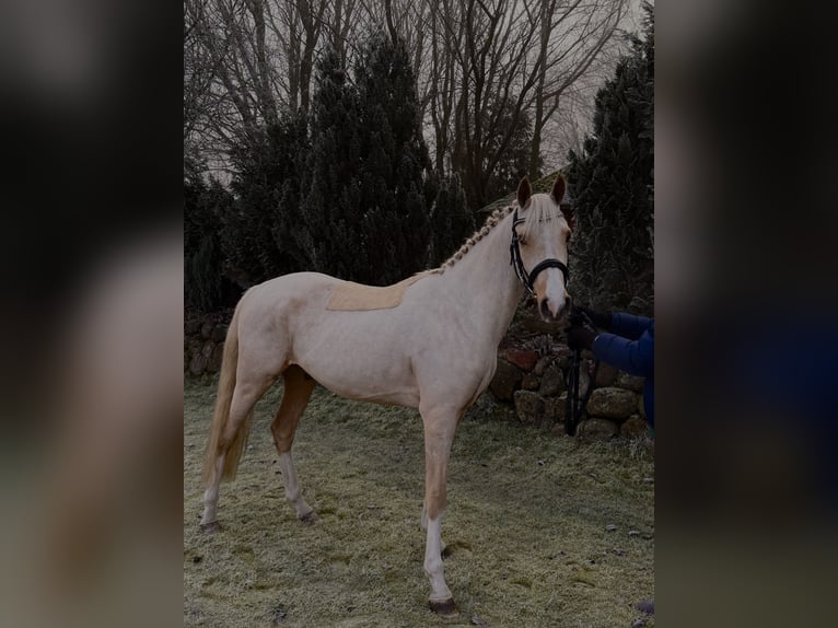 Poni alemán Caballo castrado 4 años 147 cm Palomino in Schneverdingen