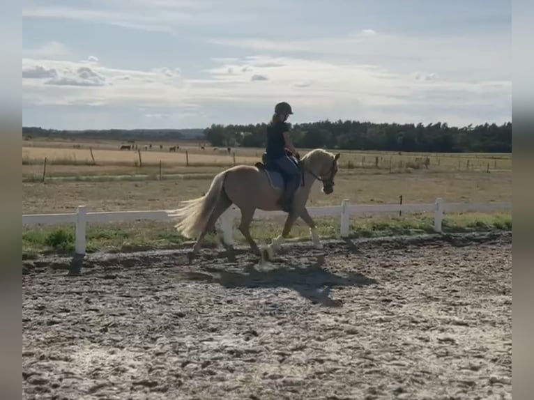 Poni alemán Caballo castrado 4 años 147 cm Palomino in Thyrow