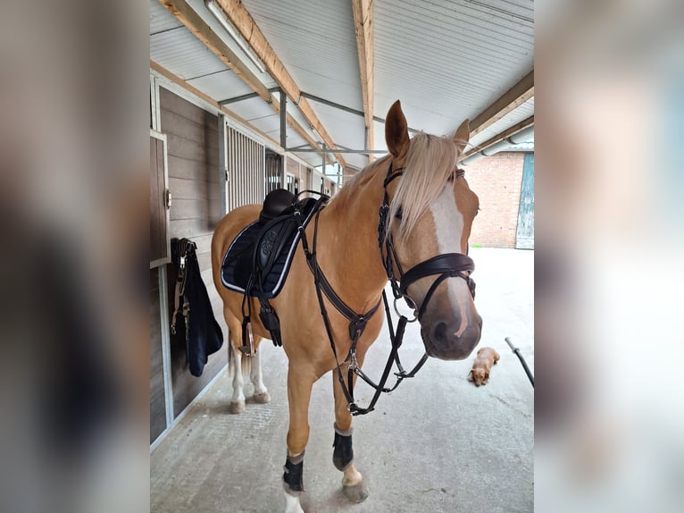 Poni alemán Caballo castrado 4 años 147 cm Palomino in Diepenau