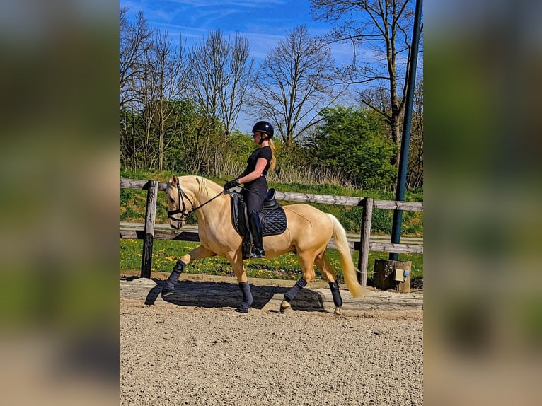 Poni alemán Caballo castrado 4 años 147 cm Palomino in Kempen