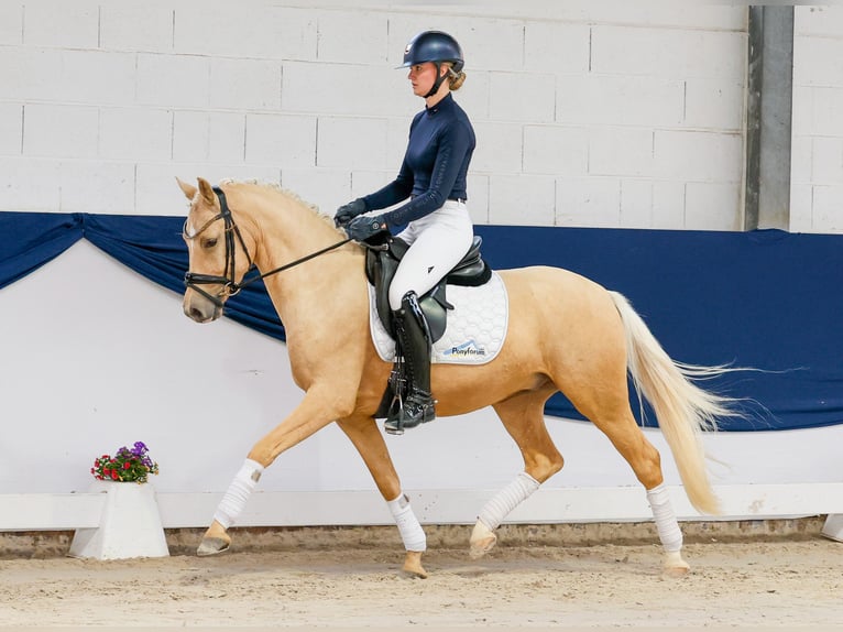 Poni alemán Caballo castrado 4 años 147 cm Palomino in Marsberg
