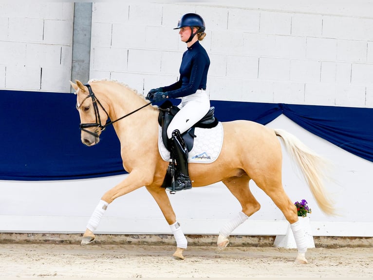 Poni alemán Caballo castrado 4 años 147 cm Palomino in Marsberg