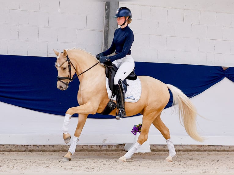 Poni alemán Caballo castrado 4 años 147 cm Palomino in Marsberg