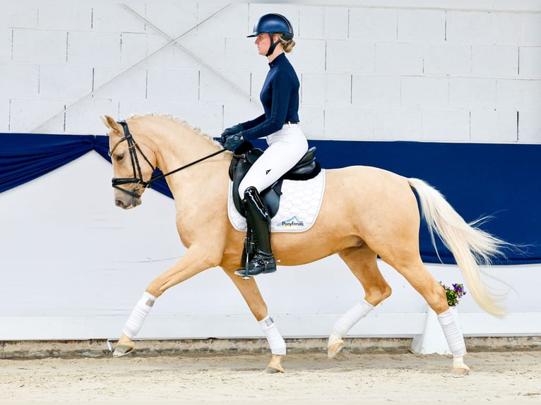 Poni alemán Caballo castrado 4 años 147 cm Palomino in Marsberg