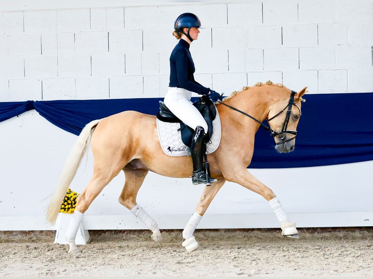 Poni alemán Caballo castrado 4 años 147 cm Palomino in Marsberg