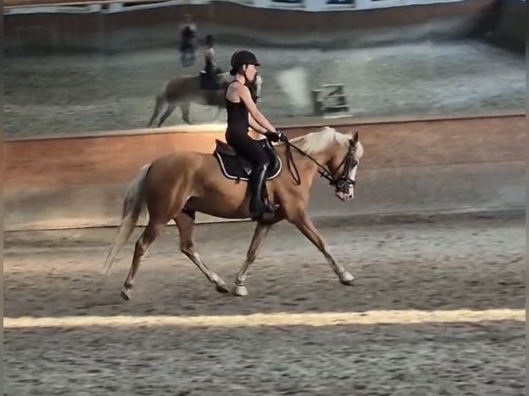 Poni alemán Caballo castrado 4 años 147 cm Palomino in Rosengarten